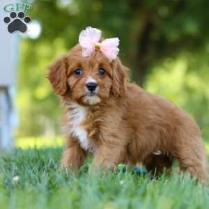 Darla, Cavapoo Puppy